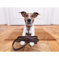 Accessoires pour chien : casquettes, bijoux, colliers, jouets...