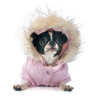 Doudounes pour chien