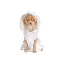 Robes de mariage et soirées pour chien : pour cérémonies, occasions