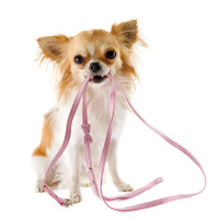 Colliers, laisses et harnais pour chien - accessoires de promenade