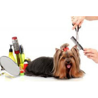 Objets utiles pour chien