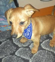 chien porte un collier bandana