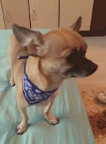 collier avec bandana pour chien