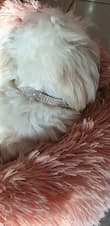 bijou strass pour petit chien