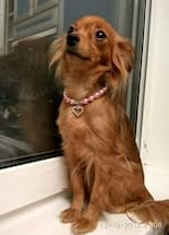 bijou perles pour chihuahua