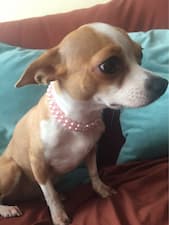bijou avec perles pour petit chien