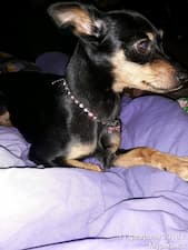 bijou strass pour pinscher nain