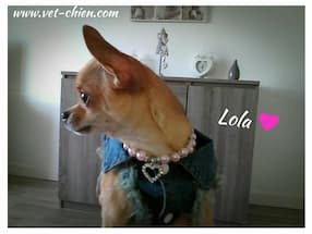 chihuahua porte un bijou en perles