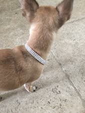 Bijou collier strass pour petit chien