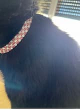 collier bijou pour petit chien