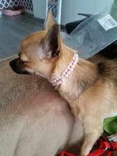 collier de perles pour chien