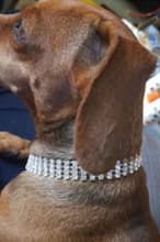 bijou pour petit chien