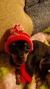 bonnet rouge tricoté pour petit chien frileux