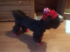 accessoire tricot contre le froid pour chien