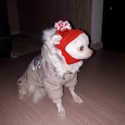bonnet qui protège le crâne de votre chien