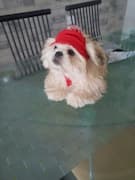 petit chien avec bonnet à pompon