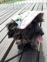 casquette en toile pour animal