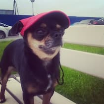 casquette pour chihuahua