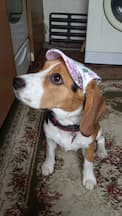 casquette de protection pour chien