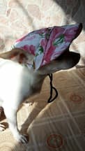 casquette à fleurs pour chien