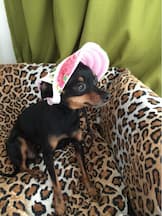 casquette fleurie pour femelle