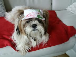chapeau fleurs pour shih tzu