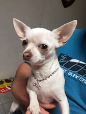 bijou collier pour chihuahua