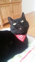 bandana pour chat