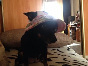 chapeau à fleurs pour petit chien