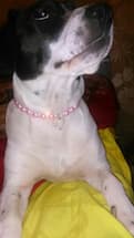 bijou collier de perles et coeur strass pour chien