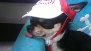 casquette look baseball pour chien