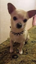 chihuahua avec collier clouté