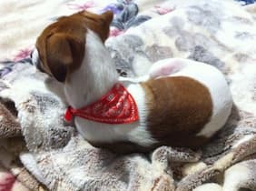 chien porte un bandana rouge