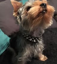 collier à rivets pour petit chien