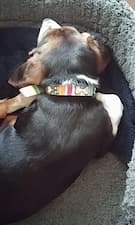 collier multicolore pour chien