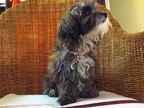 bijou de perles et strass pour petit chien