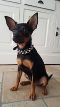 pinscher porte collier à clous