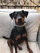 collier à pics pour petit chien