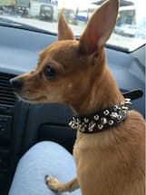 collier à pics pour chihuahua