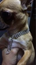 bijou pour chihuahua