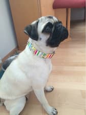 collier tissu coloré pour chien