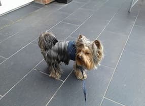 harnais et laisse en jean pour chien