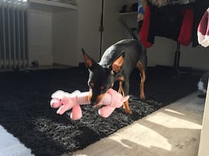 pinscher qui mordille une peluche en cochon