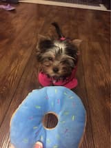 peluche en forme de donut pour chien