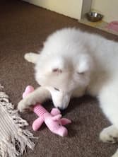 chien qui joue avec peluche en forme de cochon