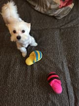 jeux avec chausson pour chien