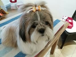 noeud coiffure shih tzu