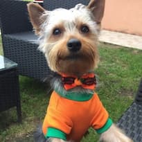 accessoire halloween pour chien