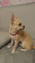 os en strass pour collier de chien