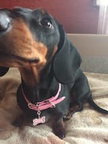 accessoire bijou pour collier de chien
